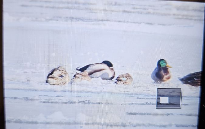 cyraneczka  - Anna Kamilewicz-Wicik