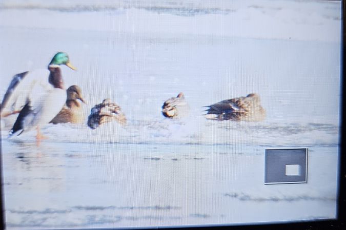 cyraneczka  - Anna Kamilewicz-Wicik