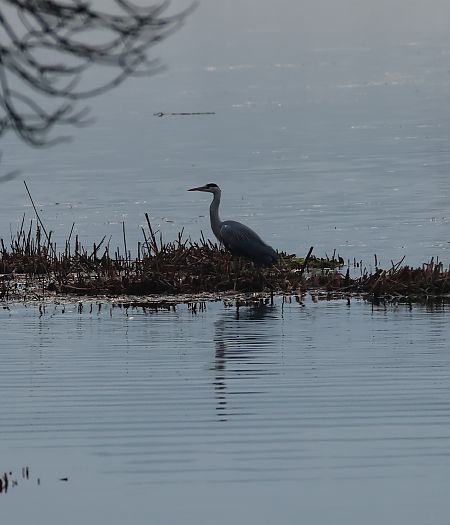 Airone cenerino  - Adelfina Aldrovandi