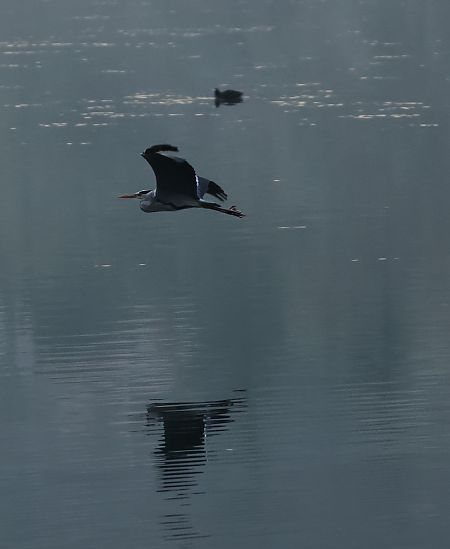 Airone cenerino  - Adelfina Aldrovandi
