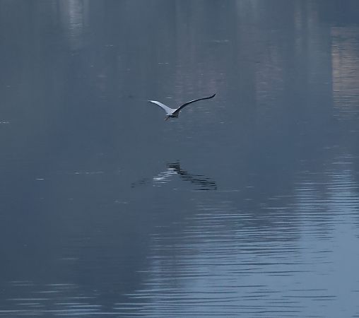 Airone cenerino  - Adelfina Aldrovandi