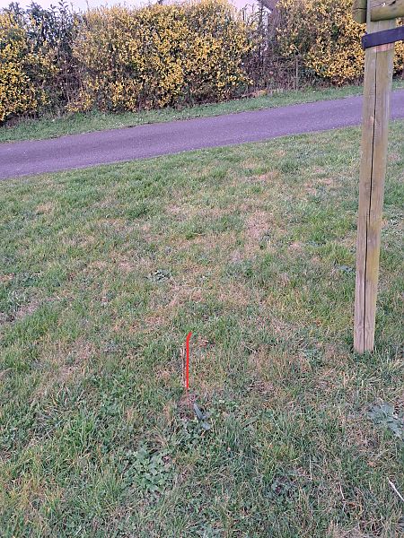 Ophrys apifera  - Tony Gaudry