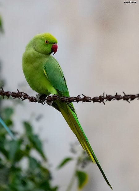 Parrocchetto dal collare  - Anonimo