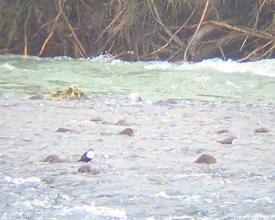 Merla d'aigua  - Nika Grube