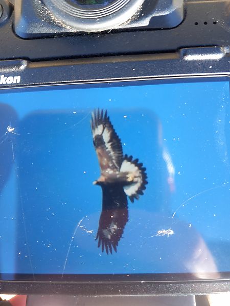 Aquila reale  - Levi Simone