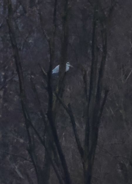 Airone cenerino  - Adelfina Aldrovandi