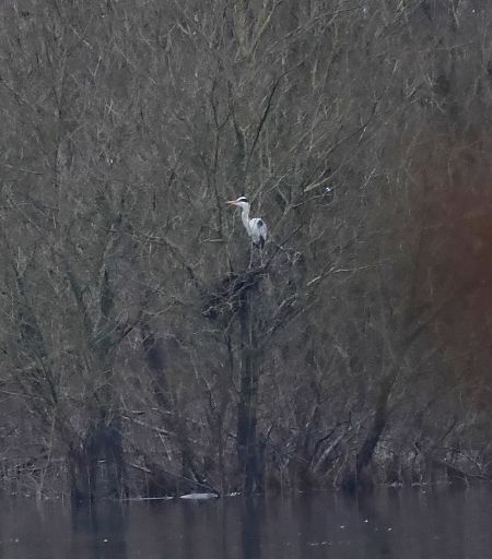 Airone cenerino  - Adelfina Aldrovandi