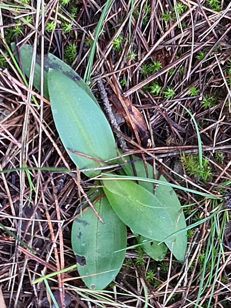 Ophrys forestieri  - Christian Fleury