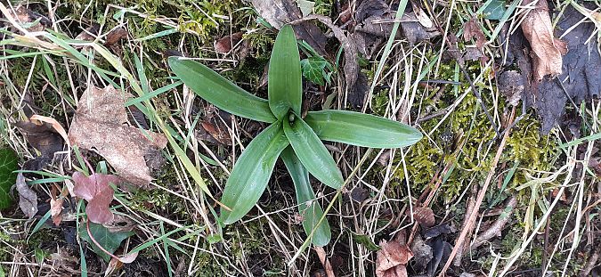 Orchis mascula  - Nicole Taillandier