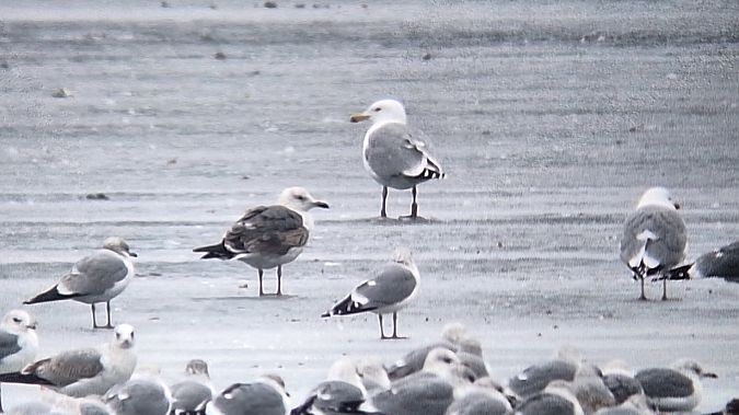 Goéland brun (ssp. graellsii / intermedius)  - Jacek Betleja