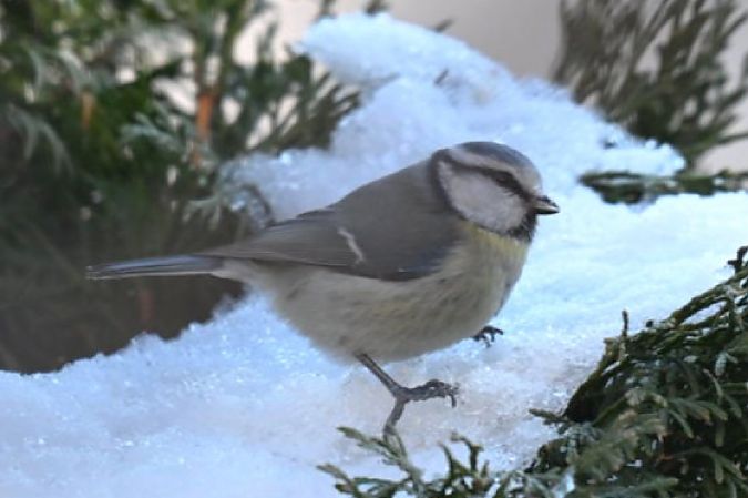 modraszka  - Małgorzata Łuczkiewicz