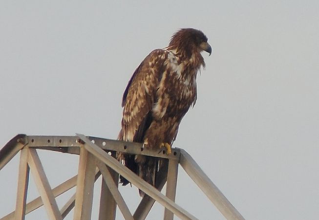 Àguila marina  - Pancho Pou