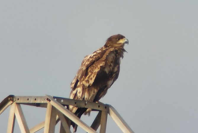Àguila marina  - Pancho Pou