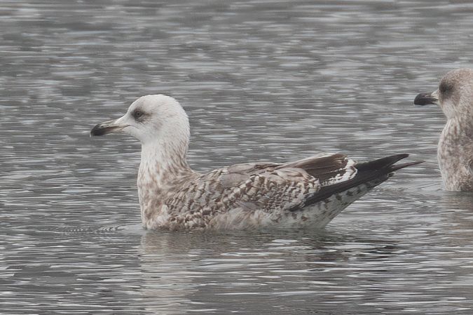 Goéland argenté  - Viehböck Helga