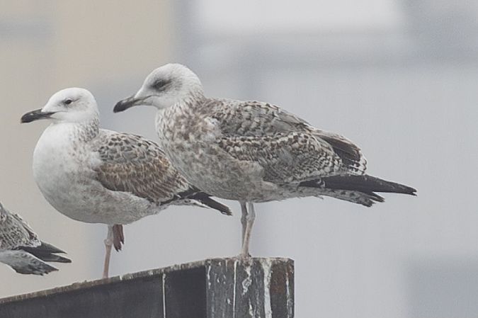 Goéland argenté  - Viehböck Helga