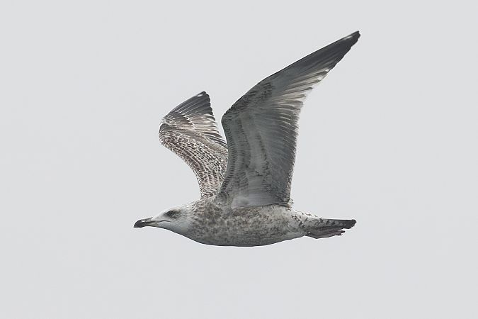 Goéland argenté  - Viehböck Helga