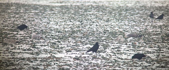 Goéland hybride indéterminé  - Florian Billinger