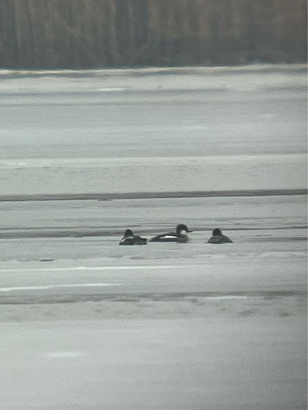 Harle piette  - Herta Mangeng