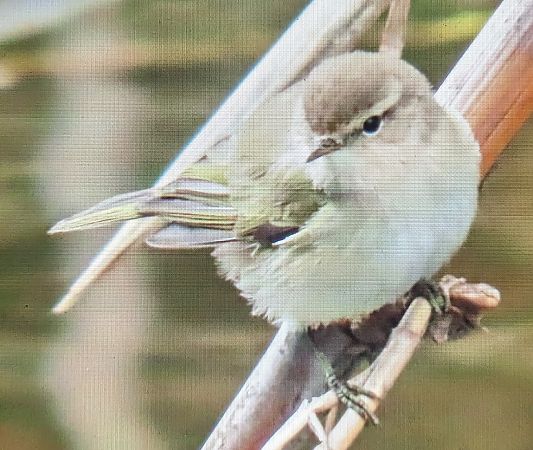 Mosquiter comú tipus tristis  - Ferran Pujol