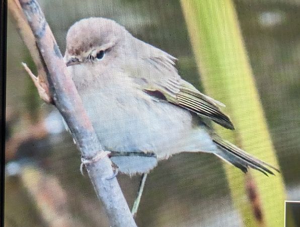 Mosquiter comú tipus tristis  - Ferran Pujol