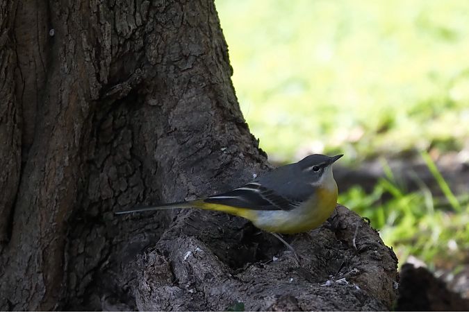Ballerina gialla  - Riccardo Pasini