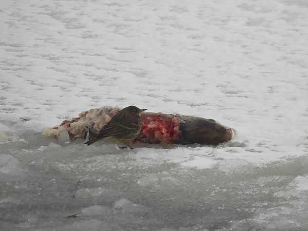 świergotek nadmorski  - Marta Gołek