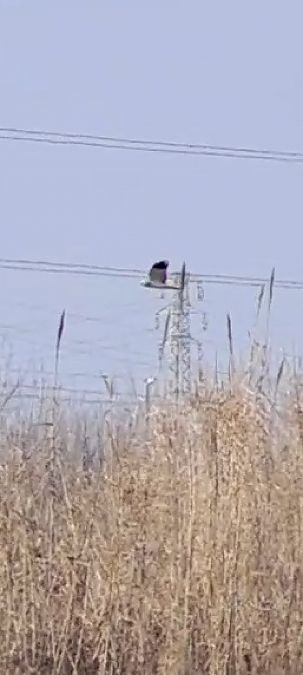 Albanella reale  - Pietro Scarpa