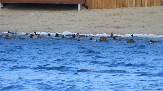 rożeniec  - Natalia Gorczowska