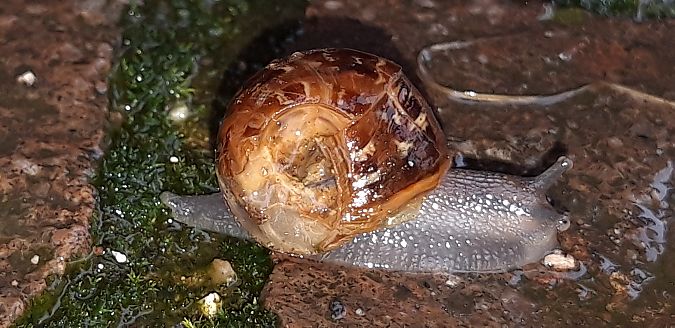 Cornu aspersum  - Michele Cento