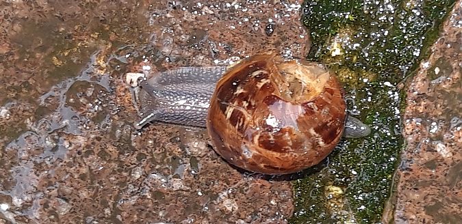 Cornu aspersum  - Michele Cento