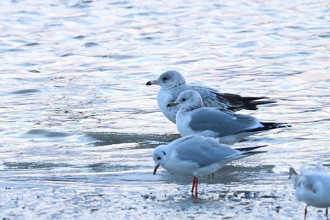 Goéland à bec cerclé  - Gerard Besseau