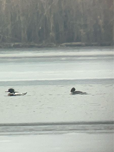 Harle huppé  - Herta Mangeng