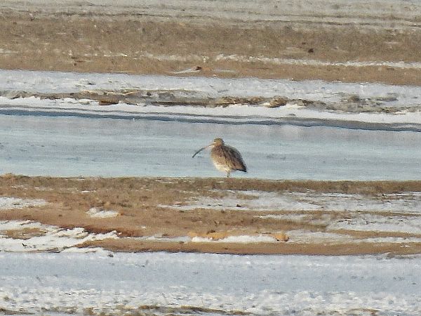 kulik wielki  - Kacper Mikulski