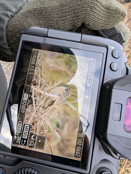 Saltimpalo comune  - Diego Castelli