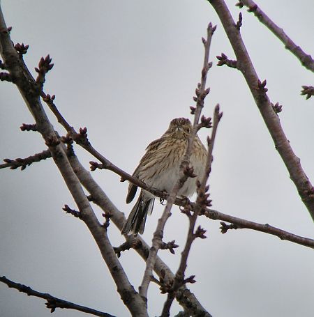 Fichtenammer  - Tomasz Zarzycki