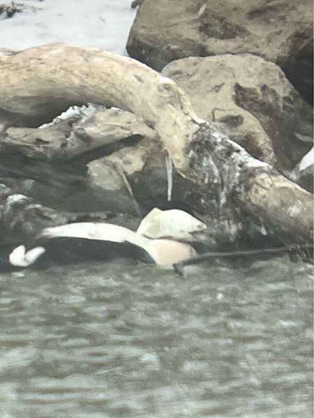 Eider à duvet  - Herta Mangeng