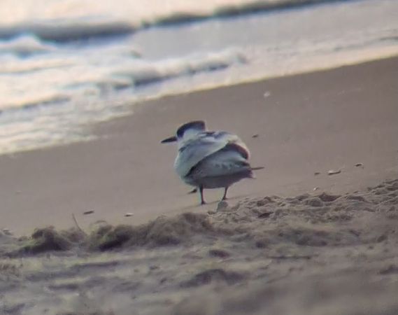 rybitwa czubata  - Ewa Nalepa