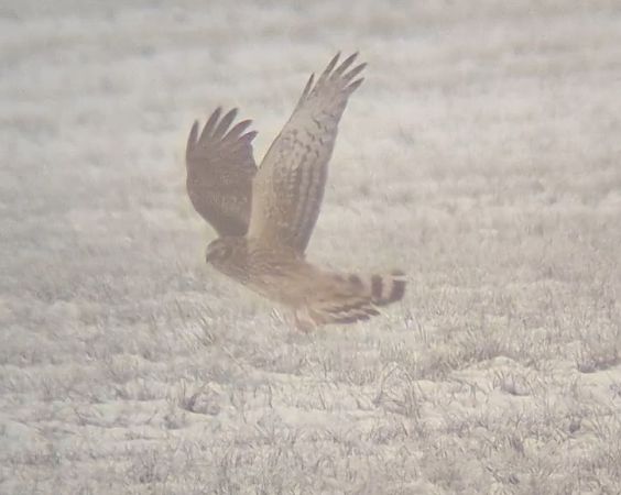 błotniak zbożowy  - Ewa Nalepa