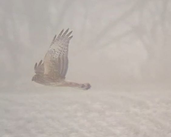 Kornweihe  - Ewa Nalepa