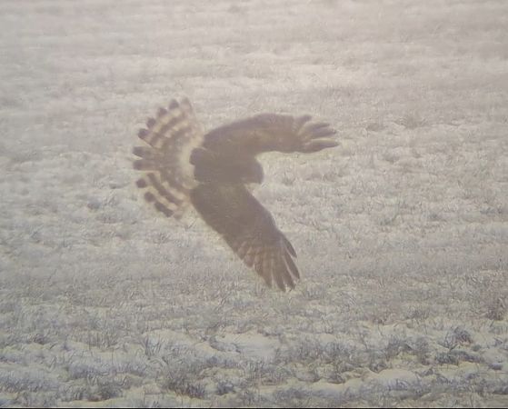 Kornweihe  - Ewa Nalepa