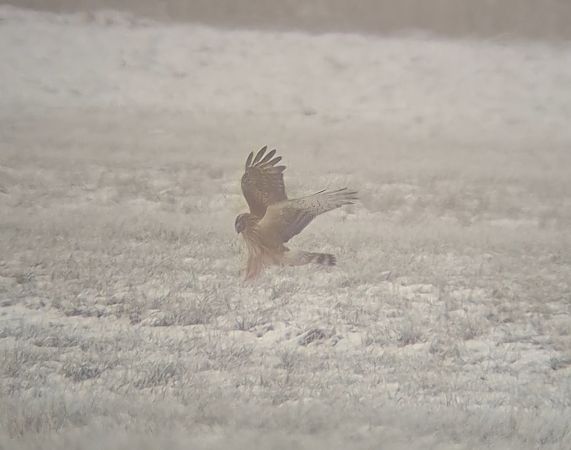 Kornweihe  - Ewa Nalepa