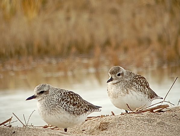 Pigre gris  - Joan Ventura