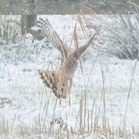 Busard Saint-Martin  - Mario Baldauf