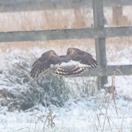 Busard Saint-Martin  - Mario Baldauf