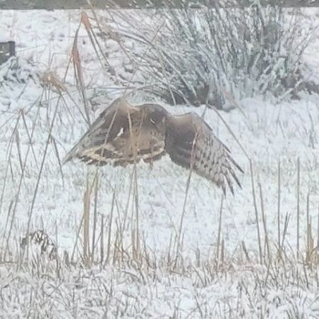 Busard Saint-Martin  - Mario Baldauf
