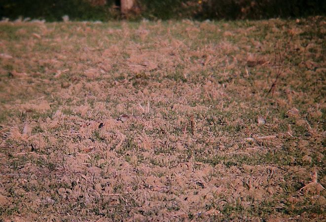 Spioncello  - Luca Boscain