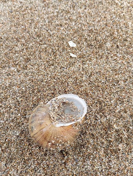 Cornu aspersum  - Joan Ventura