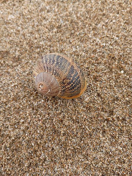 Cornu aspersum  - Joan Ventura