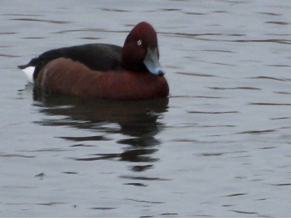 Fuligule nyroca  - Bernd Hagen