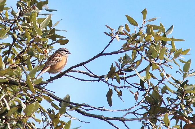 Zigolo muciatto  - Stefano Sava